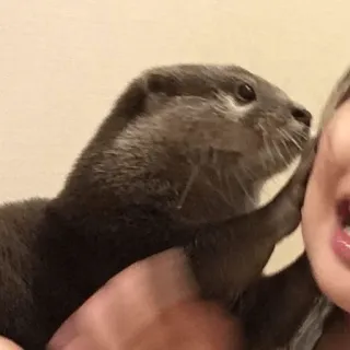 😘 7e06b59e 수달, 동물, 애완 동물, 귀여운, 포유류, 야생 동물 telegram sticker