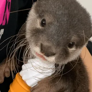 🍦 7e9c1832 수달, 아이스크림, 귀여운, 동물, 포유류, 콘 telegram sticker