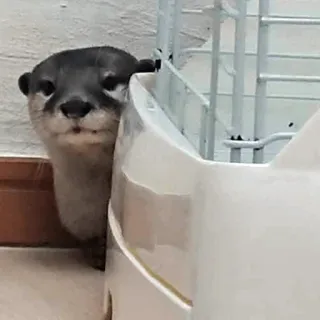 😖 8b06c288 수달, 동물, 귀여운, 포유류, 야생 동물 telegram sticker