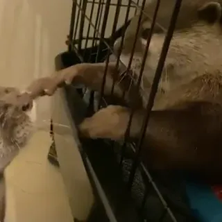 Leh 「chester, jonghyun ♡」 telegram stickers