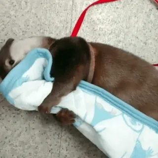 🥺 be34424b 수달, 동물, 귀여운, 포유류, 담요, 애완 동물 telegram sticker