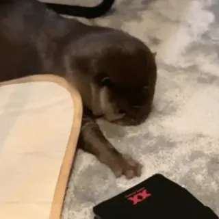 😣 be38c320 수달, 동물, 포유류, 귀여운, 애완동물 telegram sticker