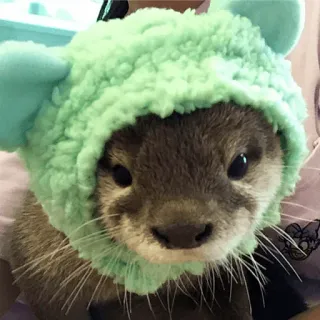 😗 dd873501 수달, 동물, 귀여운, 모자, 털, 포유류 telegram sticker