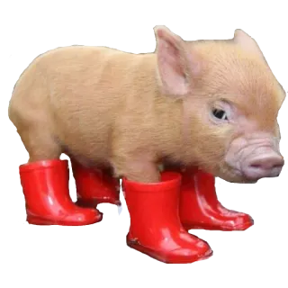 😎 1537855f cochon, porcelet, bottes, bottes rouges, animal, mignon, animal de ferme whatsapp sticker