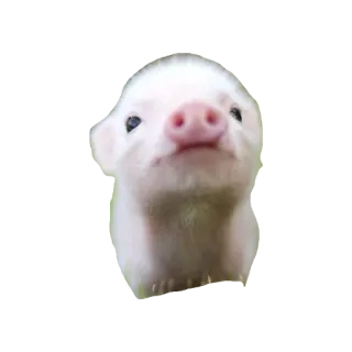 Мини пиги telegram stickers