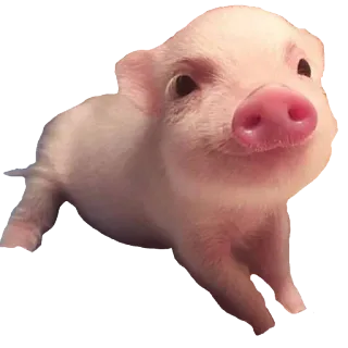 ❤ 3b409532 cochon, animal, mignon, rose, ferme whatsapp sticker