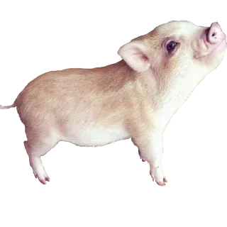 😊 8ff95750 animal, porcelet, mignon, cochon, ferme whatsapp sticker