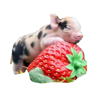 Мини пиги telegram stickers