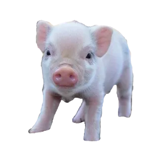 ☺️ f4cd4f11 cochon, animal, mignon, bébé, rose, ferme whatsapp sticker