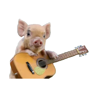 🎸 fcb481ce cochon, guitare, musique, animal, mignon, ferme whatsapp sticker