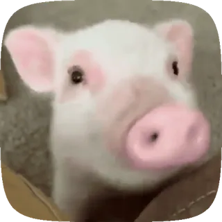 🐽 0f17c297 猪, 动物, 可爱, 农场, 家畜 telegram sticker