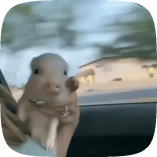 🏎 19552b68 猪, 动物, 中指, 冒犯, 汽车, 驾驶 telegram sticker