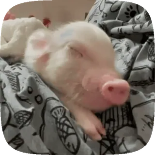 Minipig ˡᵉᵉˢᵏʸʸ • @TgSticker telegram stickers