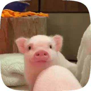 ☺️ 57b25fc9 猪, 动物, 可爱, 粉色, 农场, 家畜 telegram sticker