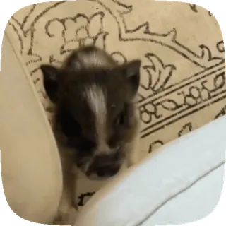 🐖 6cc3f2f8 小猪, 动物, 可爱, 宠物, 猪, 家畜 telegram sticker