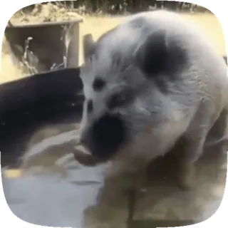 🐷 a31a5052 猪, 动物, 家畜, 宠物 telegram sticker