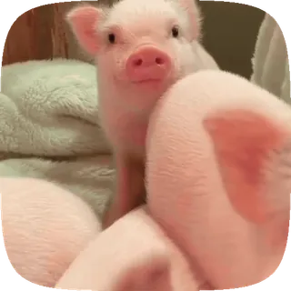 🐽 d8fae201 猪, 小猪, 动物, 可爱, 家畜, 农场动物 telegram sticker