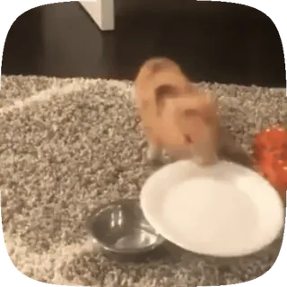 🍽 d92aaf0b 仓鼠, 宠物, 动物, 啮齿动物, 可爱 telegram sticker