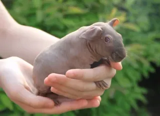 😏 3a256e05 Chuột lang, Skinny Pig, Không lông, Vật nuôi, Động vật, Động vật gặm nhấm, Dễ thương telegram sticker