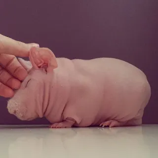 😙 6ffaf54c Chuột lang không lông, Chuột lang, Thú cưng, Động vật, Không lông, Dễ thương telegram sticker