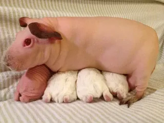 Gnome @stickersb2b telegram stickers