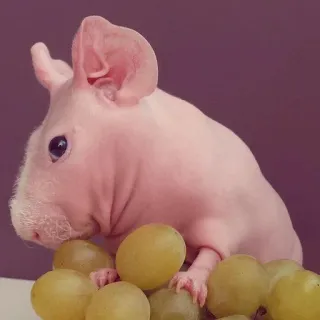 🤪 9eb32e71 chuột lang, không lông, skinny pig, nho, động vật, thú cưng telegram sticker