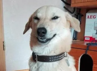 😏 085e9006 cão, animal, animal de estimação, sorriso, sorrisinho, coleira, engraçado, fofo telegram sticker