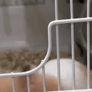 👀 1fb9b576 cobaya, jaula, mascota, animal, roedor, blanco, marrón telegram sticker