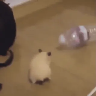 🗡 3883e537 hámster, mascota, animal, roedor, lindo, juguetón telegram sticker