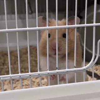 ❌ 4666ba08 hámster, jaula, mascota, animal, roedor, hámster dorado telegram sticker