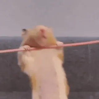 🏋 50624880 hámster, gimnasia, animal, roedor, lindo, ejercicio telegram sticker