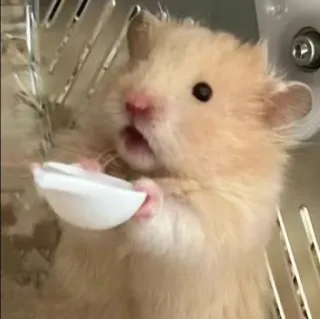 😋 53468bf7 hámster, animal, mascota, lindo, roedor, sorprendido, tazón telegram sticker