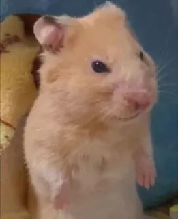 😒 65904f3a hámster, animal, mascota, roedor, lindo, mamífero telegram sticker