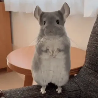 Мышастые @stickroom telegram stickers