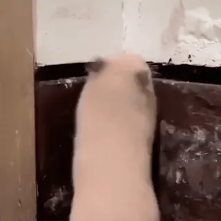 😱 81832740 telegram sticker