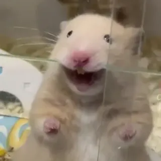 😬 86f1d0a3 hámster, mono, animal, roedor, mascota telegram sticker