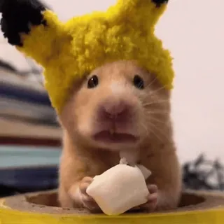 😋 93b8d721 Pikachu Pokemon hámster, pikachu, lindo, animal, pokemon, roedor telegram sticker