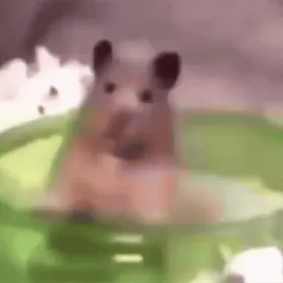 🤪 a50abe3b hámster, mascota, animal, lindo, roedor telegram sticker