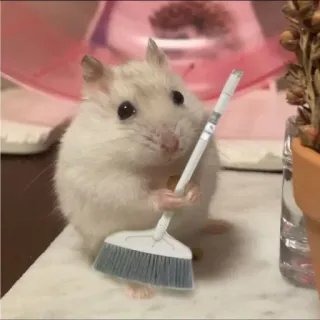 🧹 b85a458c hámster, lindo, animal, escoba, limpieza, roedor, mascota, animal doméstico telegram sticker