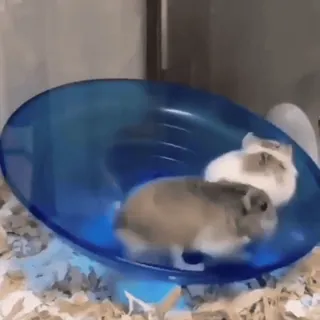 🏃 be46a83d hámster, rueda, mascota, corriendo, animales, lindo telegram sticker