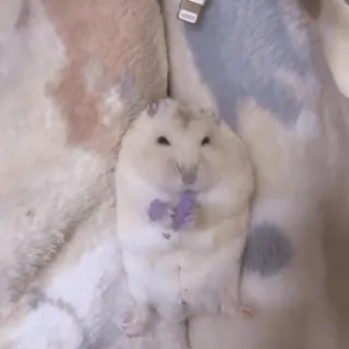 🪫 bfb6fdcb hámster, lindo, animal, roedor, mascota, adorable telegram sticker