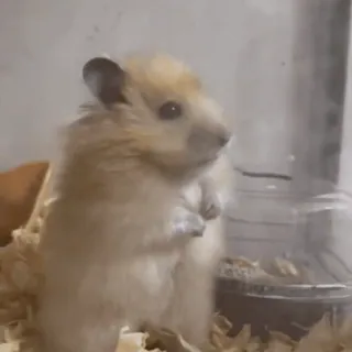 😨 cab652f3 hámster, roedor, mascota, lindo, animal telegram sticker