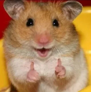 👍 d8009072 hámster, pulgar arriba, roedor, lindo, animal, mascota, aprobación telegram sticker