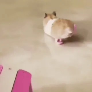 🐾 d9ddae29 hámster, mascota, animal, mono telegram sticker