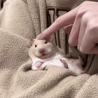 🤗 f3b43ed5 hámster, mono, animal, mascota, roedor telegram sticker