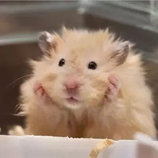 🙄 f54a0c9e hámster, mono, animal, roedor, mascota, esponjoso, pequeño telegram sticker