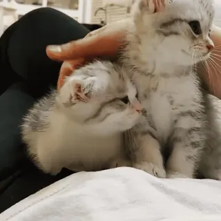 🧶 0325f477 chaton, chat, animal de compagnie, animal, mignon, chat domestique, petit chat telegram sticker