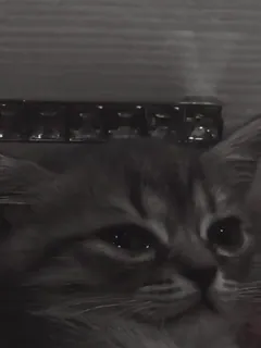 😭 0862ff7d chat, animal, animal de compagnie, félin, animal domestique, mignon telegram sticker