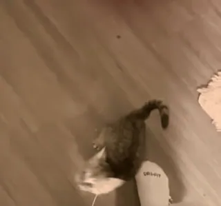 🥓 20d7ec16 chat, animal de compagnie, animal, chat domestique telegram sticker