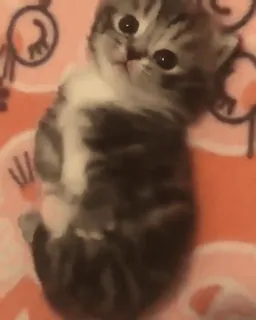 🐛 268c4315 chaton, chat, mignon, animal, animal de compagnie, petit telegram sticker